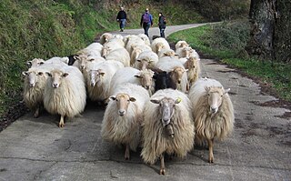 <span class="mw-page-title-main">Latxa</span> Breed of sheep