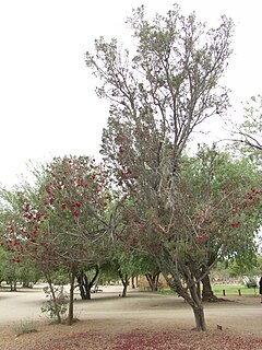 <i>Schotia afra</i> Species of legume