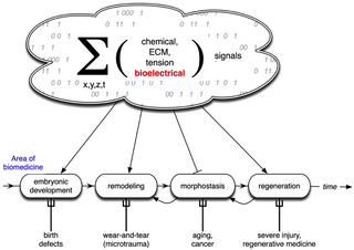 <span class="mw-page-title-main">Developmental bioelectricity</span> Electric current produced in living cells