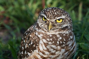 57 Burrowing Owl 4212 uploaded by Dori, nominated by Dori Vote for this image