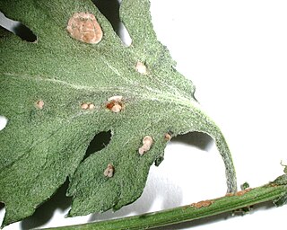 <i>Puccinia horiana</i> Species of fungus