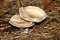 Clitocybe phaeophthalma