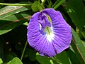 The shape of the Clitoria flowers has inspired the name of the genus