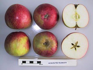 <span class="mw-page-title-main">Worcester Pearmain</span> Apple cultivar