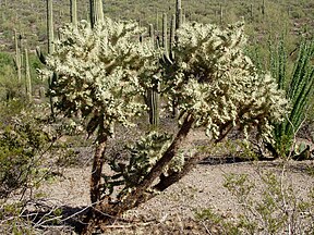 Cylindropuntia fulgida, rechts dahinter Fouquieria splendens