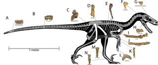 <i>Dineobellator</i> Extinct genus of dinosaurs