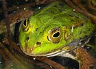 Pelophylax lessonae Kleiner Wasserfrosch, Porträt) [D]