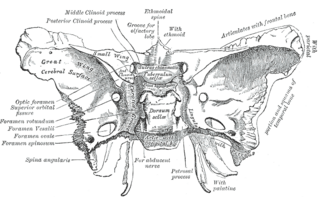 <span class="mw-page-title-main">Greater wing of sphenoid bone</span> Large part of the skull front behind the eye socket