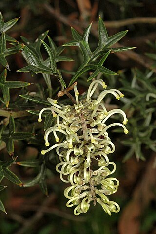 <i>Grevillea pachylostyla</i> Species of shrub in the family Proteaceae endemic to Victoria, Australia