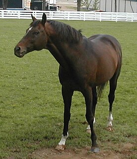 <span class="mw-page-title-main">Cigar (horse)</span> American-bred Thoroughbred racehorse