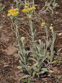 Strobloem (plant)