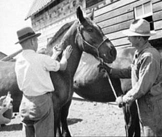 <span class="mw-page-title-main">Horse management</span> Aspect of animal husbandry