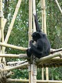 Siamang (Hylobates syndactylus)