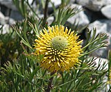 Isopogon anemonifolius