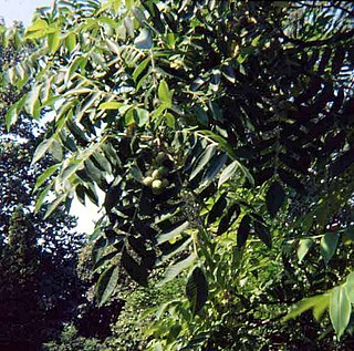 <i>Juglans ailantifolia</i> Species of fruit and plant