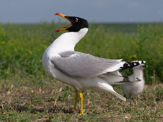 <span class="mw-page-title-main">Pallas's gull</span> Species of bird