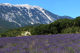 Mont Ventoux og et felt med lavendel