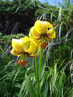 Liliopsida Class of flowering plants