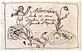 Linnaeus' original Andromeda drawing