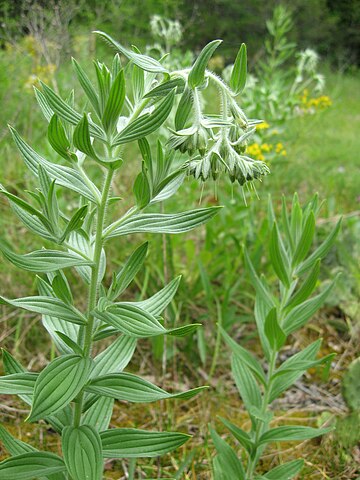 Lithospermum molle