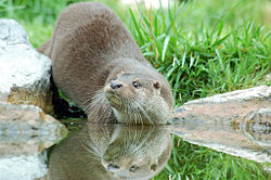 European otter Loutre1.jpg