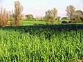 Thumbnail for File:Maize field.jpg