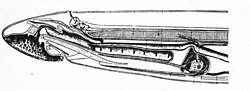 Thumbnail for File:Median longitudinal section through anterior end of Petromyzon with labels removed.jpg