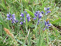 Blue Common Milkwort