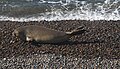 Sea Elefant moving on the beach in Punta Ninfas, on the shores of Patagonia south of Valdes Peninsula.