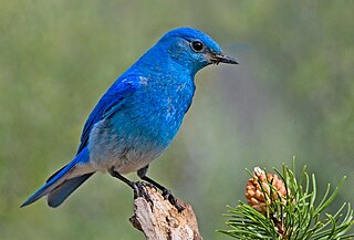 <span class="mw-page-title-main">Bluebird of happiness</span> Bird as harbinger or symbol