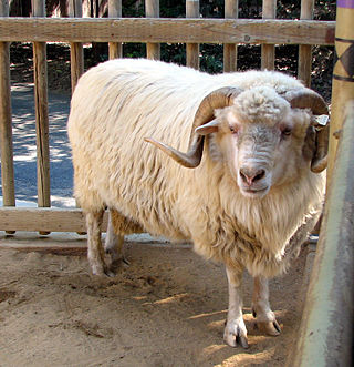 <span class="mw-page-title-main">Navajo-Churro</span> North American sheep breed