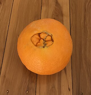 <span class="mw-page-title-main">Navel orange</span> Orange cultivar