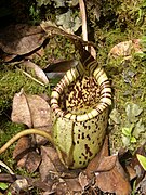 Nepenthes burbidgeae