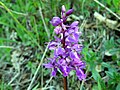 Orchis mascula Germany - Henschelberg (bei Mosbach)