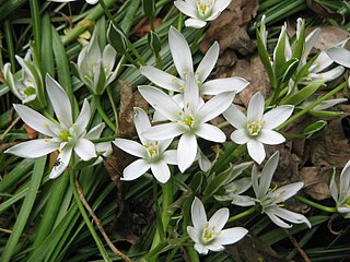 <i>Ornithogalum umbellatum</i> Species of spring flowering bulb in family Asparagaceae