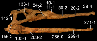 <i>Parasuchus</i> Extinct genus of reptiles