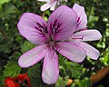 Pelargonium nervosum