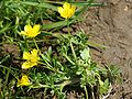 Ranunculus sardous, habitus,