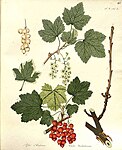 Ribes rubrum