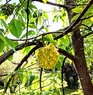 <i>Rollinia deliciosa</i> Species of tropical fruit plant