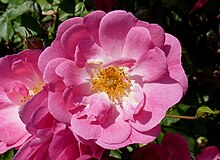 'Mozart' Rosa 'Mozart' J2.jpg