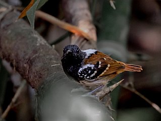 <i>Sciaphylax</i> Genus of birds