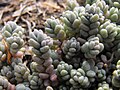 Sedum dasyphyllum