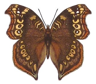 <i>Precis coelestina</i> Species of butterfly