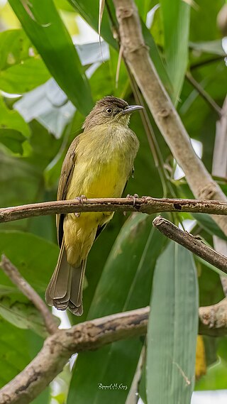 <span class="mw-page-title-main">Sulphur-bellied bulbul</span> Species of bird