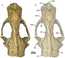 Titanotaria dorsal Titanotaria dorsal.jpg