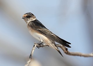 <span class="mw-page-title-main">Tree martin</span> Species of bird