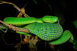 Trimeresurus popeiorum, Pope's pit viper - Doi Phu Kha National Park (46846412805)