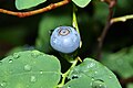 Image 15Oval-leaf blueberry on Mount Pilchuck (from Cascade Range)