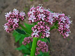 <i>Valeriana</i> Genus of flowering plants in the honeysuckle family Caprifoliaceae